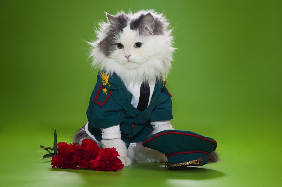 Котик в военной форме