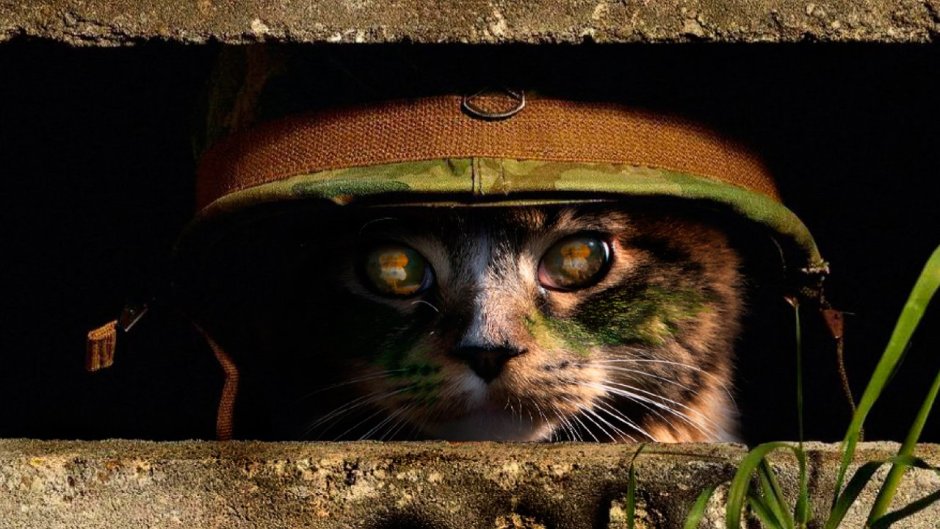 Боевой кот