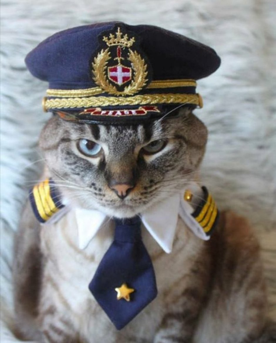 Котик в военной форме