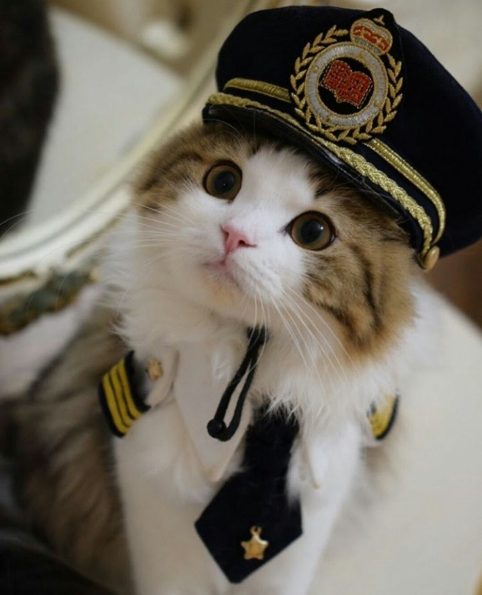 Котик в форме