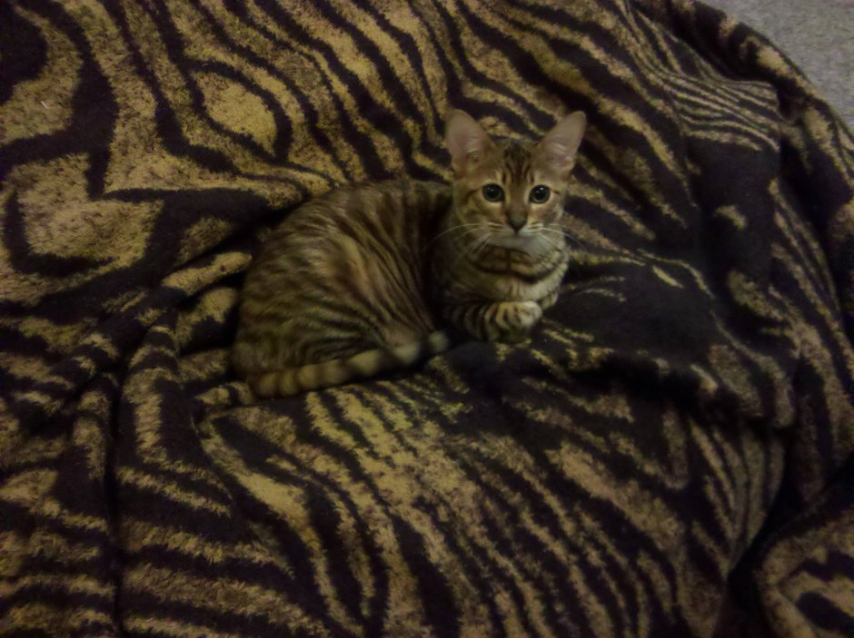 Кошка маскируется