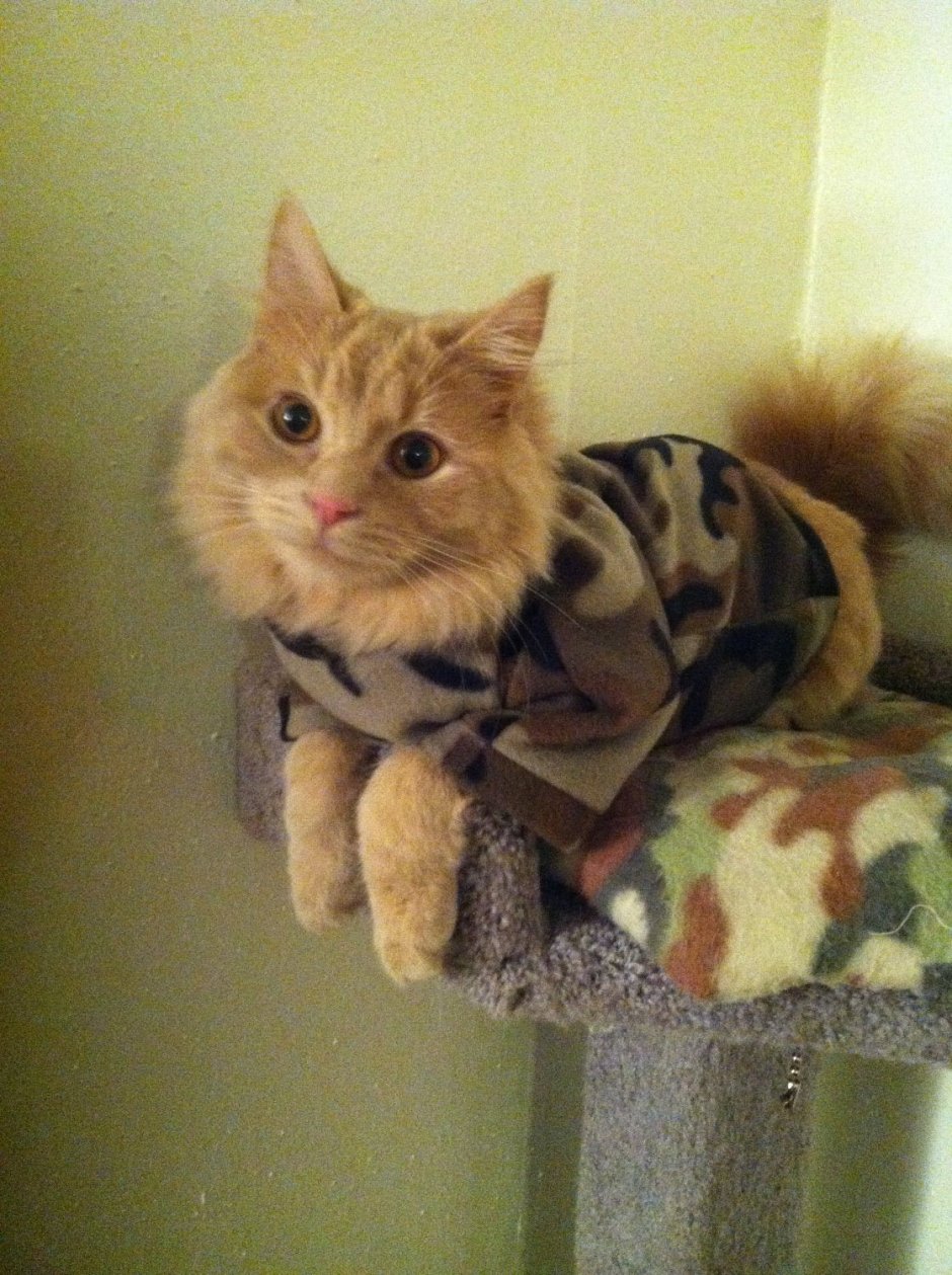 Котенок в военной форме