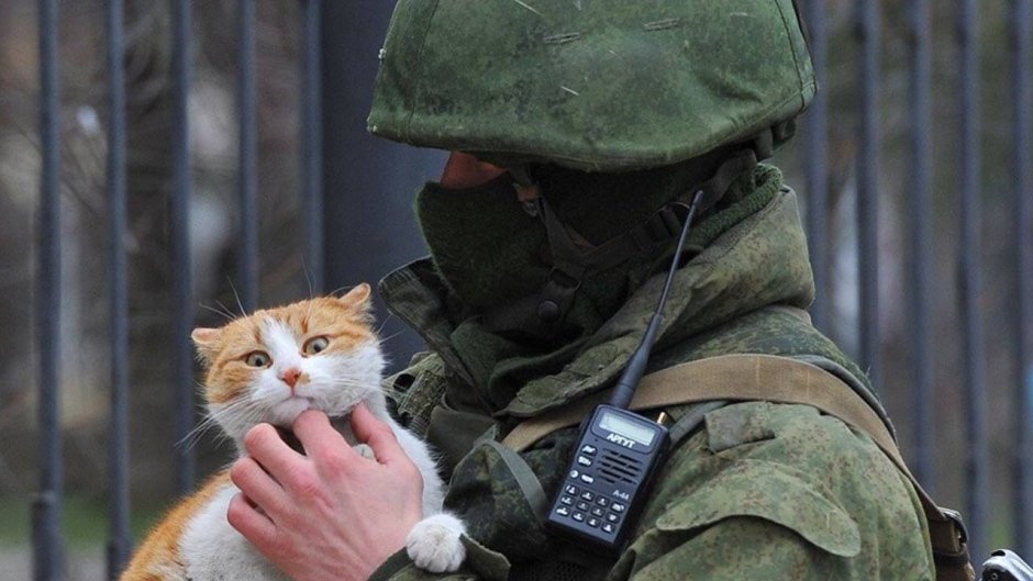 Кот спецназ