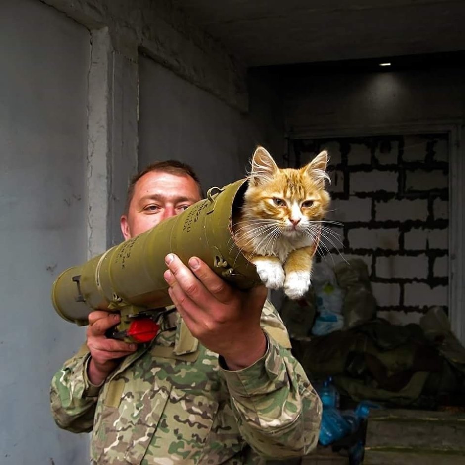 Кот военный