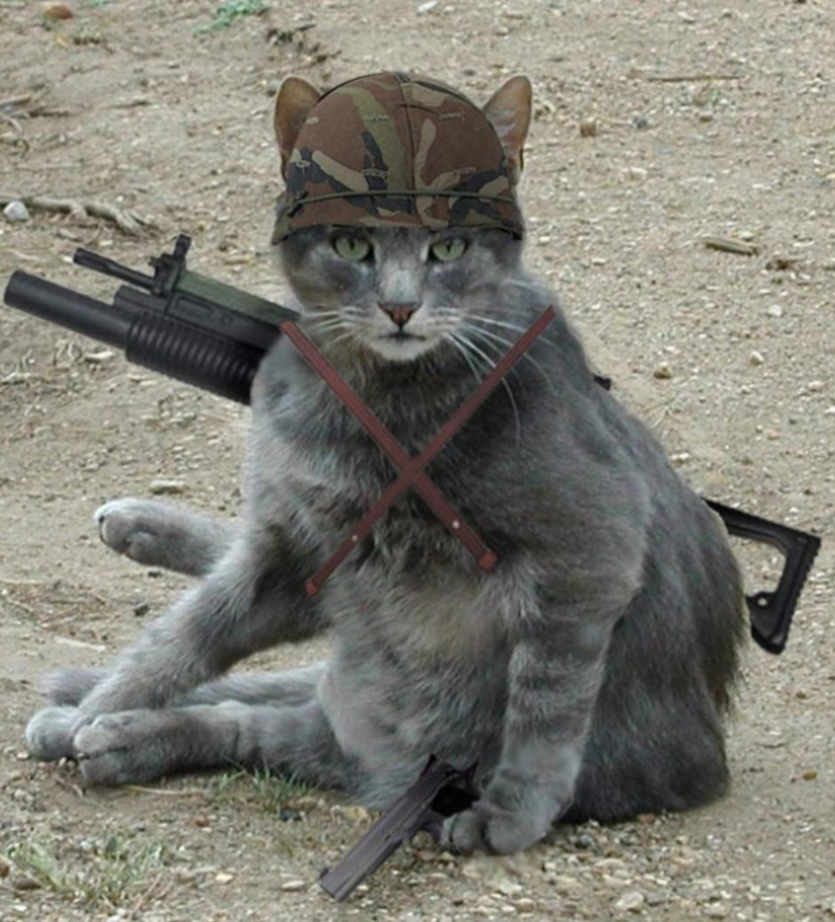 Кот чмоня военный
