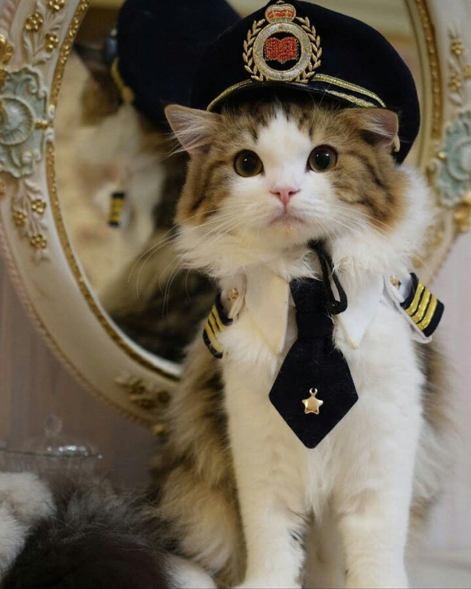 Кот в военной форме