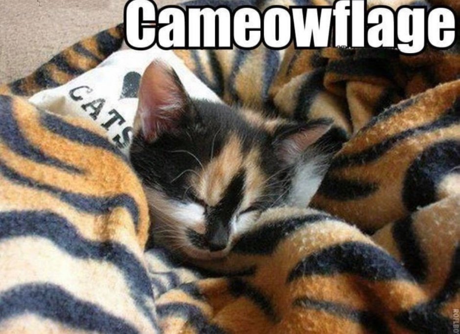 Фото камуфляжная кошка