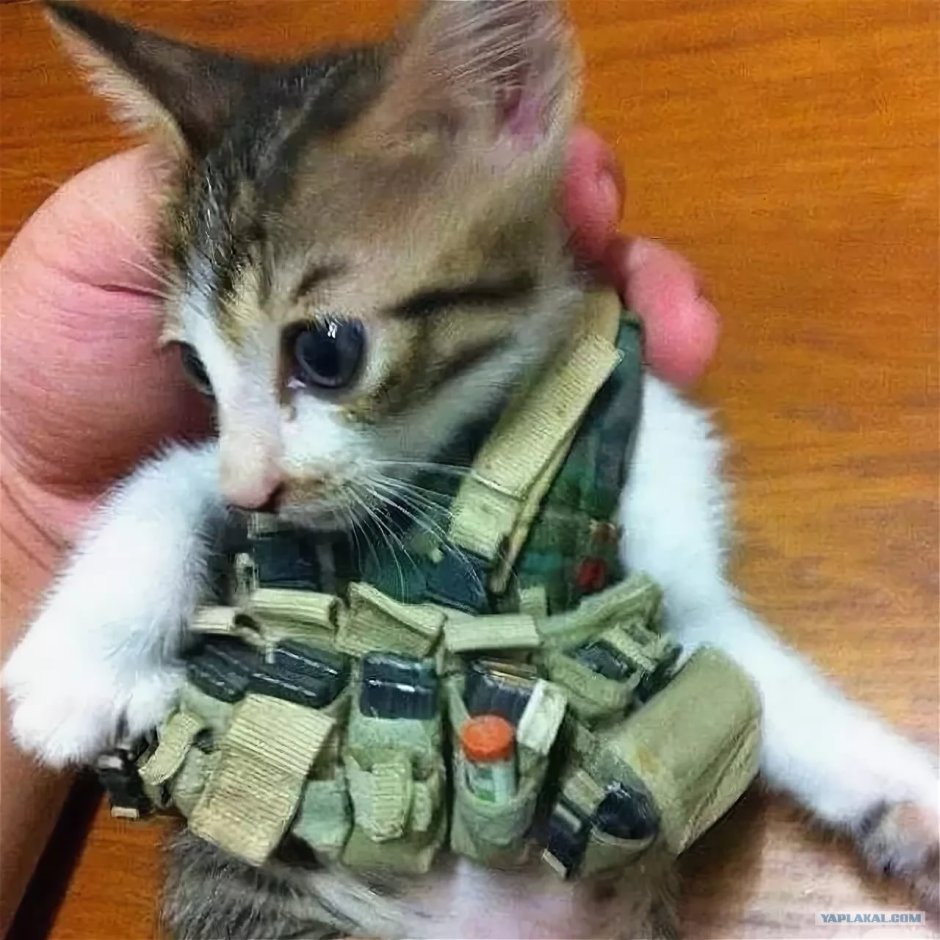 Боевые котята