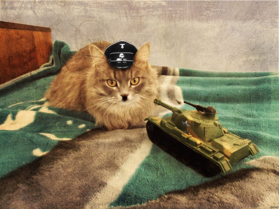 Боевой кот