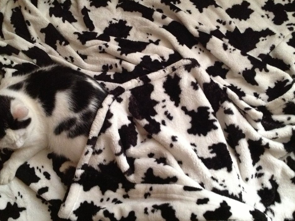 Камуфляж животных