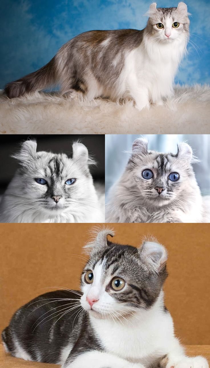 Котята американский керл