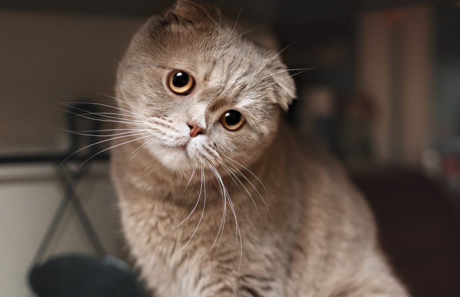 Кошка американский керл