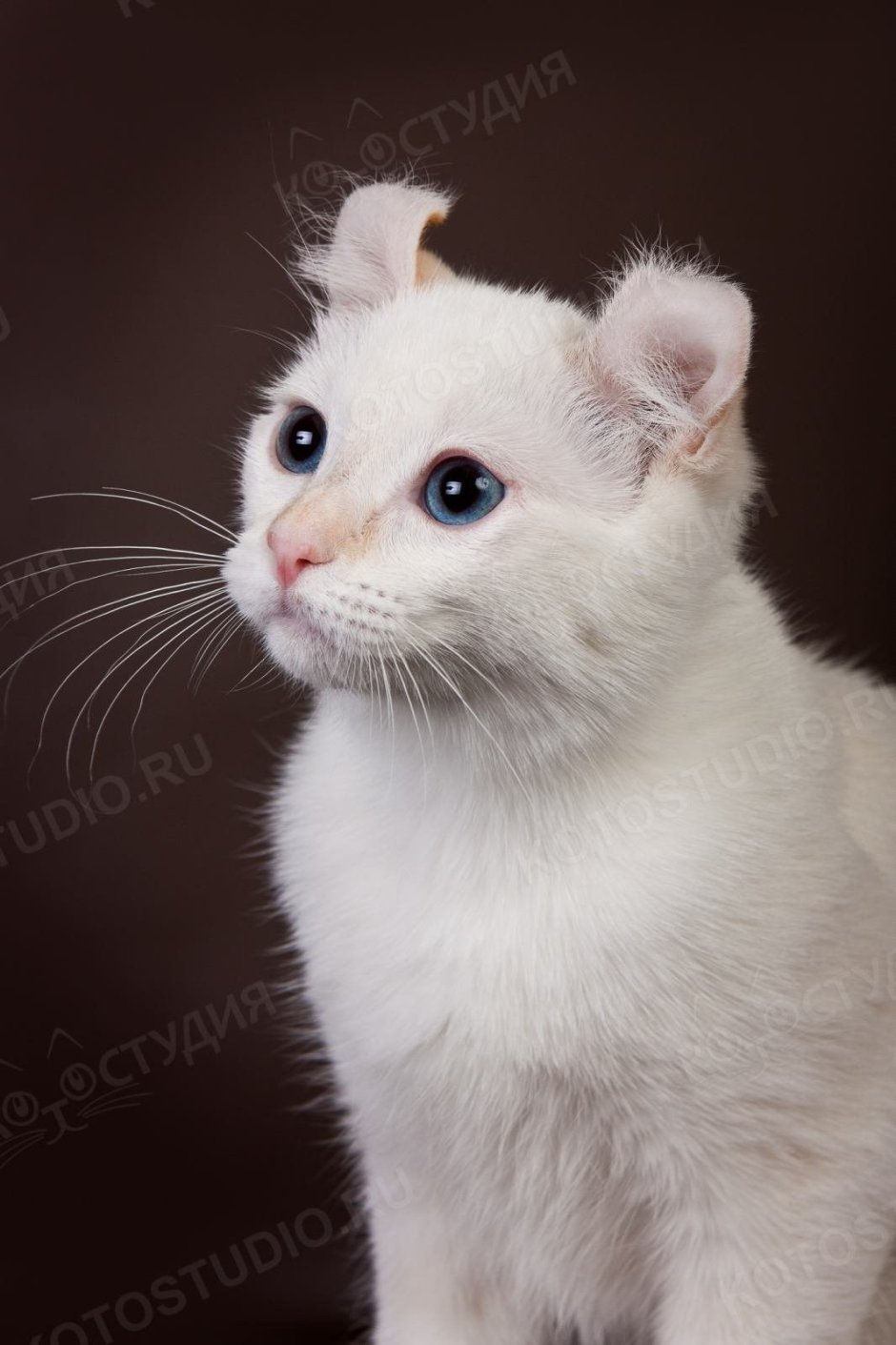 Шотландский вислоухий кот скоттиш фолд