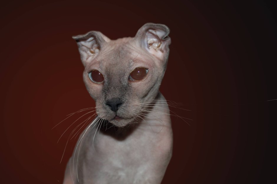 Скоттиш-фолд Шотландская