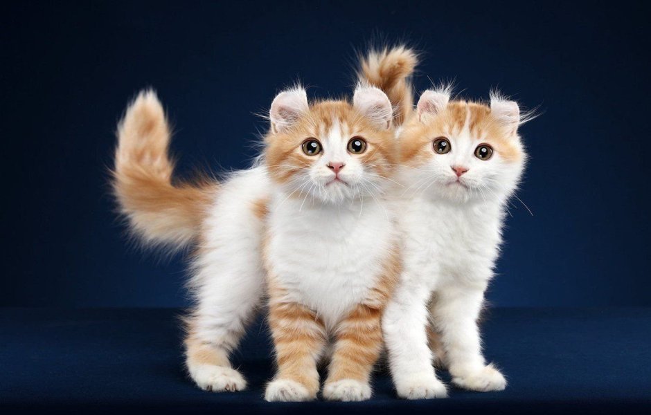 Кошка американский керл