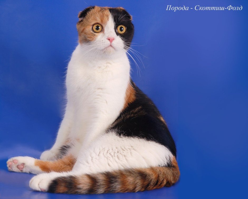 Скоттиш фолд Калико