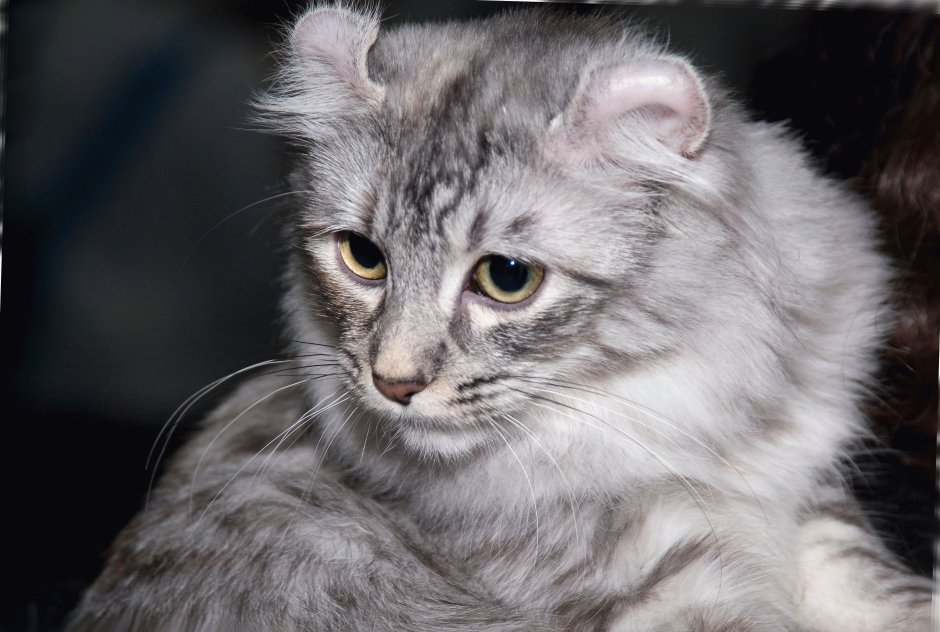 Американский кёрл кошка