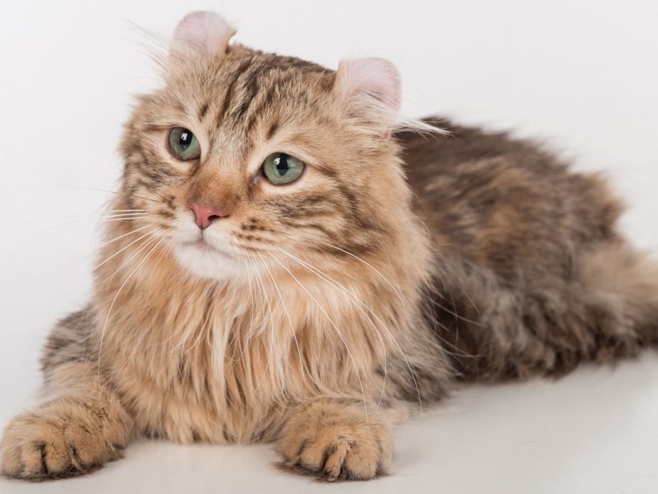 Украинский левкой рыжий