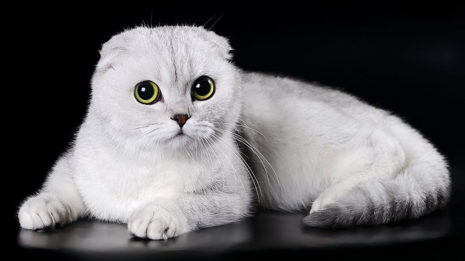 Украинский левкой кошка