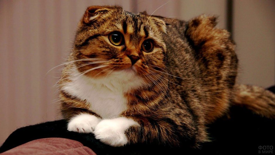 Кошки породы украинский левкой