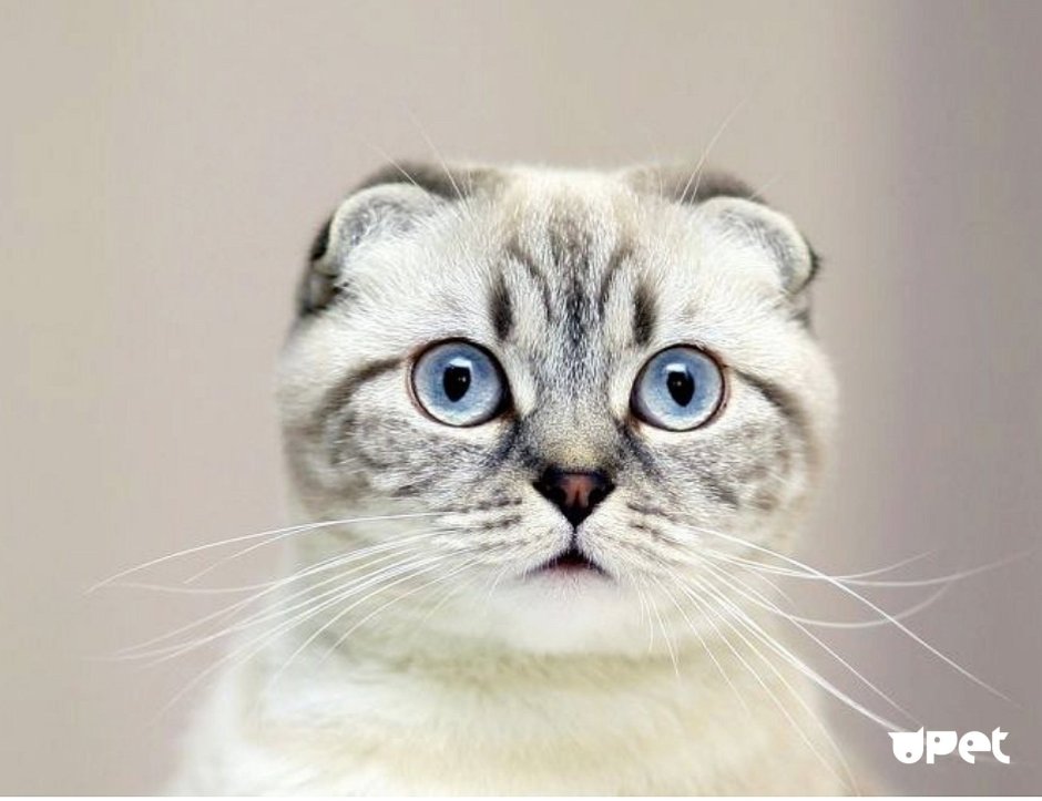 Скоттиш-фолд Шотландская вислоухая