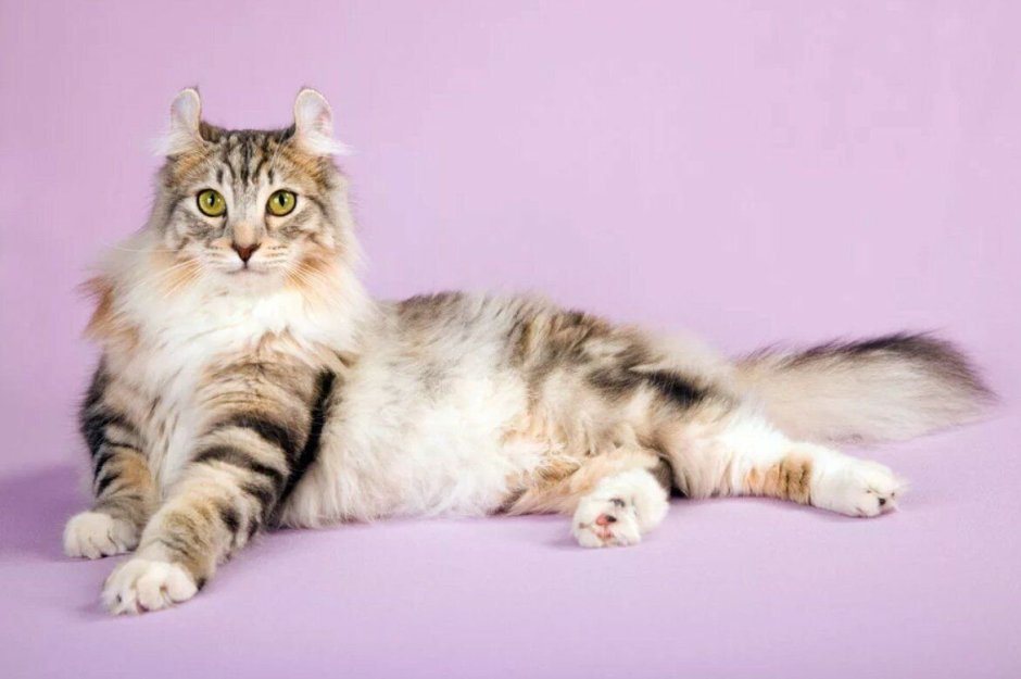 Американский длинношерстный керл