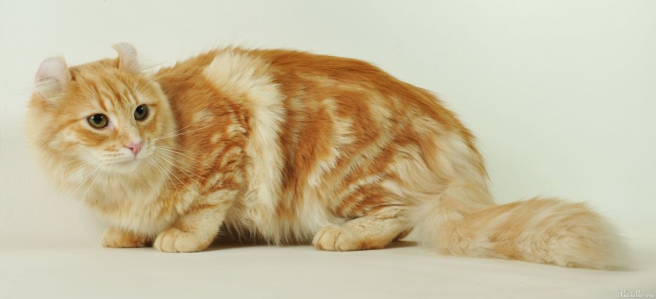 Кошки с загнутыми ушами