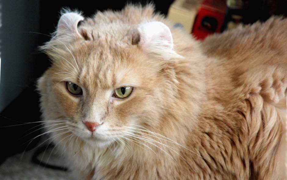 Скоттиш-фолд Шотландская