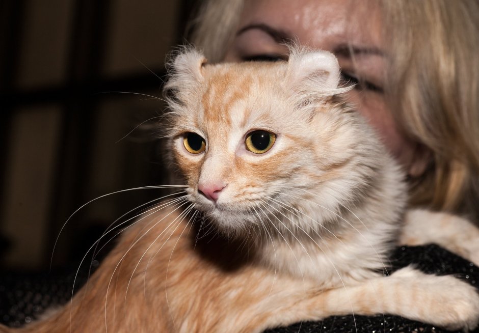 Белый керл кошка