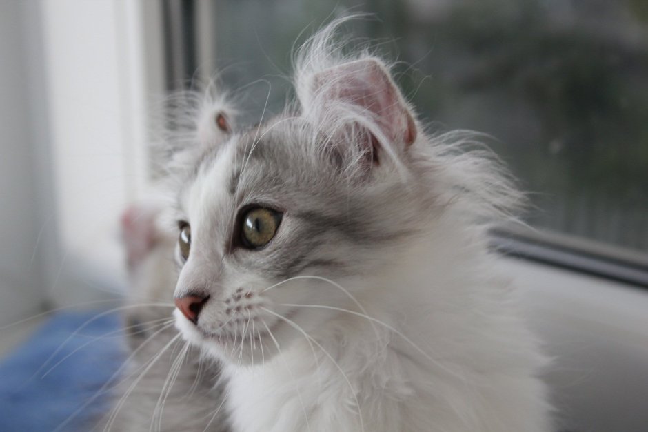 Котята американский керл