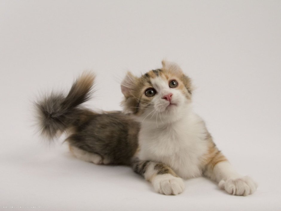 Американский керл колор Пойнт