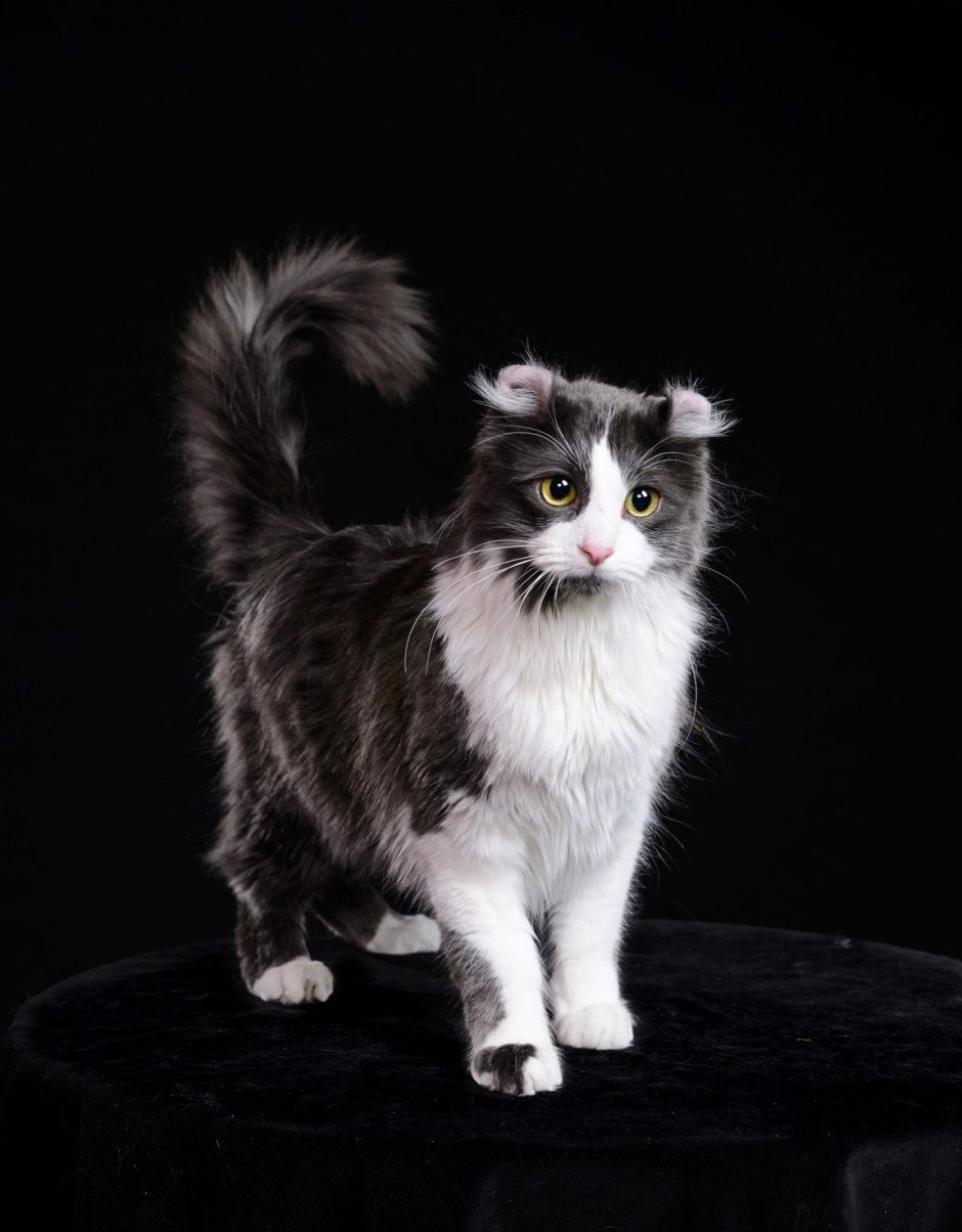 Американский керл