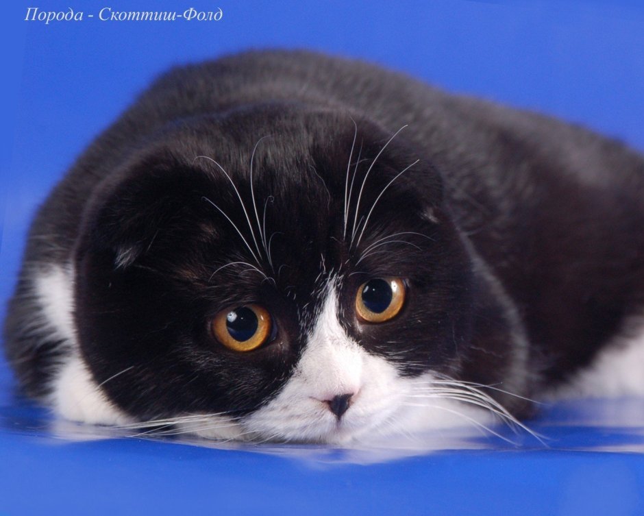 Американский керл