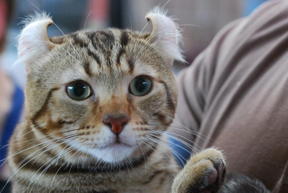 Американский кёрл короткошёрстный