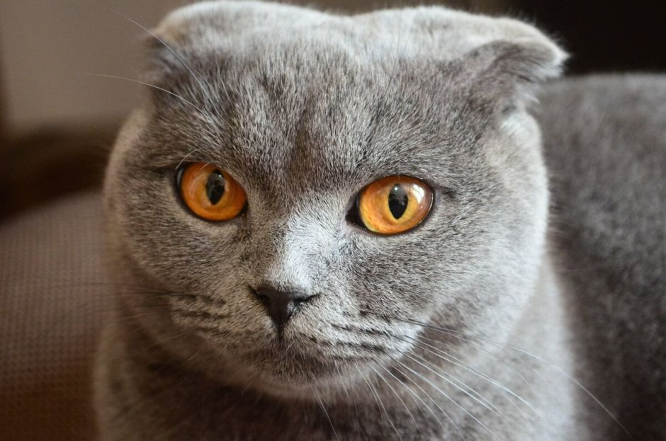 Скоттиш-фолд Шотландская вислоухая