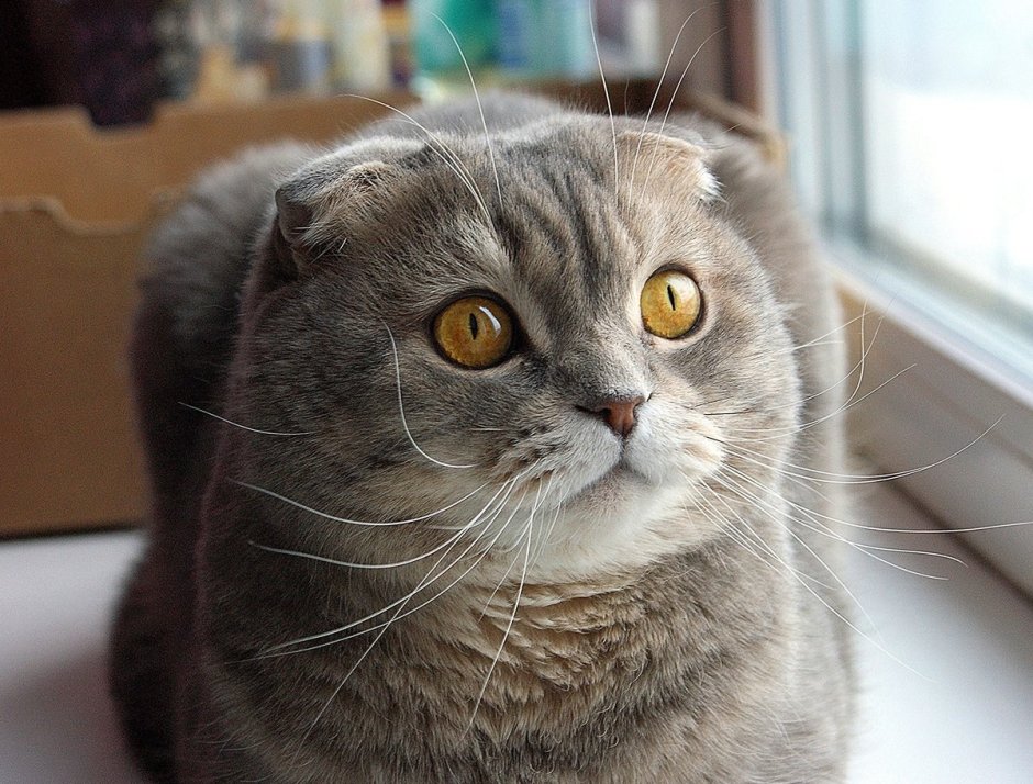 Кот американский керл белый