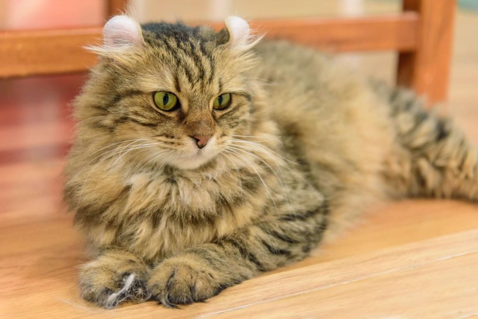 Кошка с прижатыми ушами