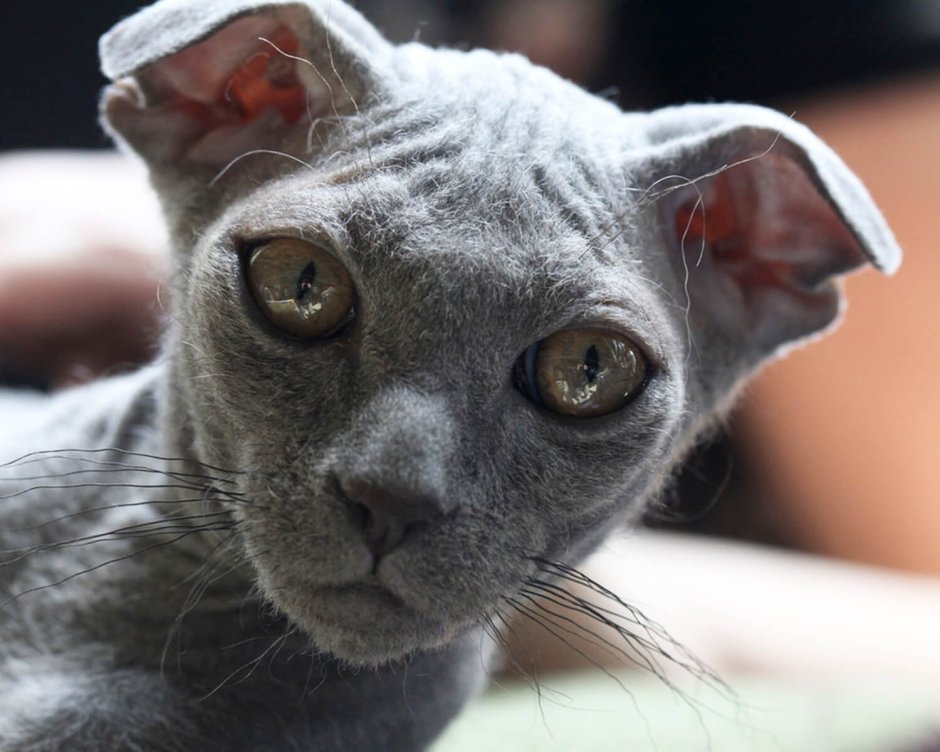 Шотландская вислоухая кошка характер