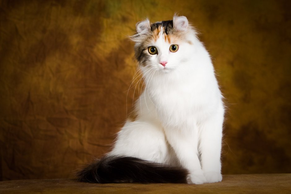 Американский кёрл кошка