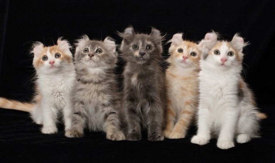 Сфинкс украинский левкой