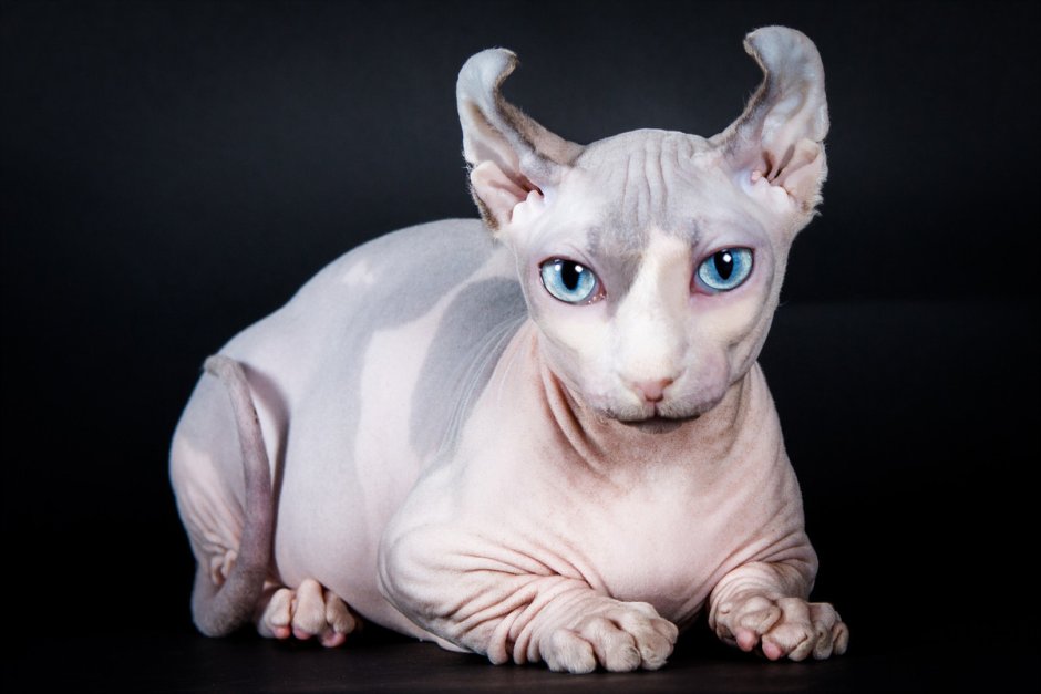 Шотландская вислоухая кошка