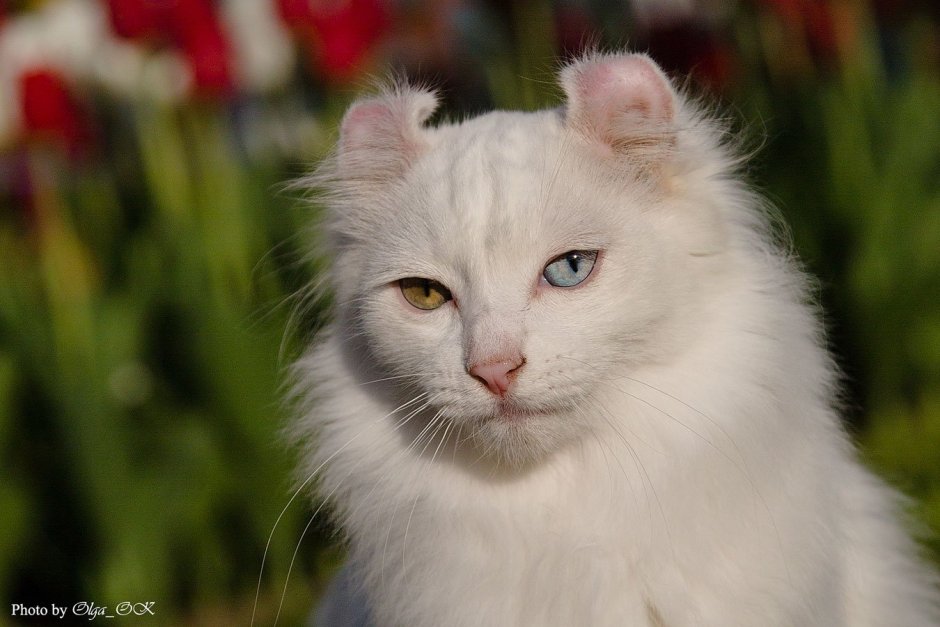 Скоттиш-фолд Шотландская вислоухая