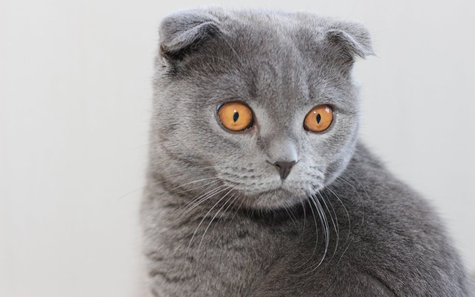 Котята породы американский керл