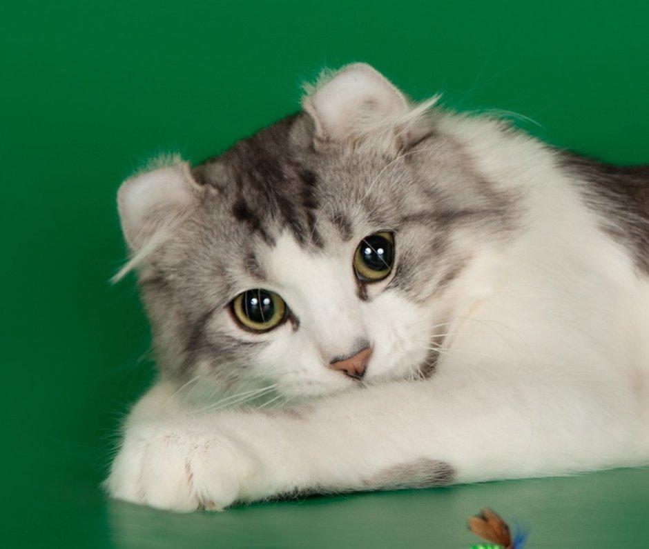 Ирландская вислоухая кошка