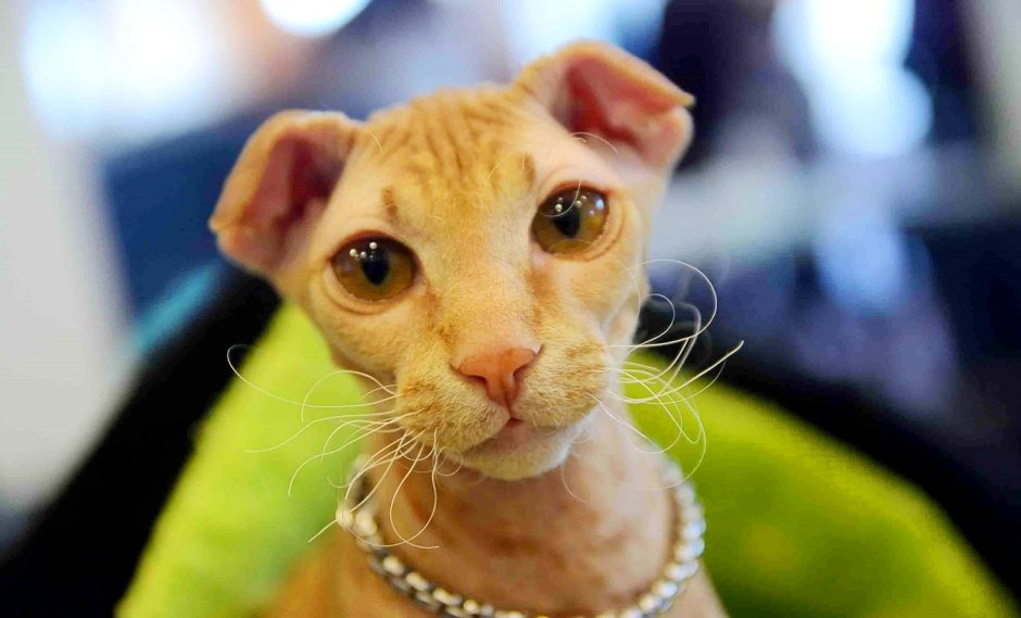 Американский длинношерстный керл