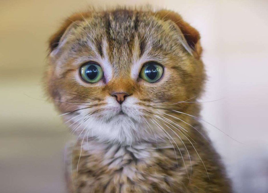 Американский керл