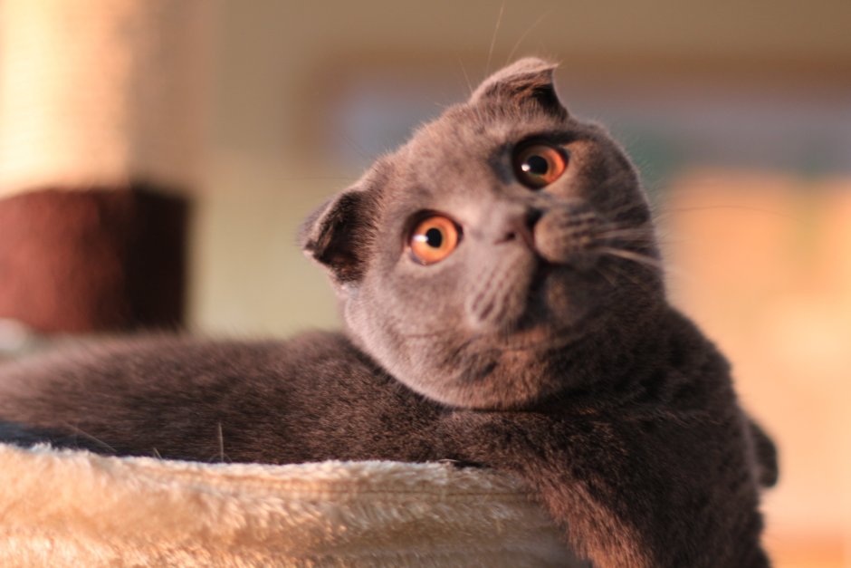 Американский керл