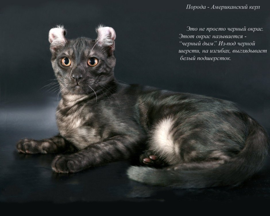 Шотландская вислоухая кошка