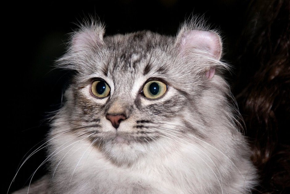 Шотландский керл