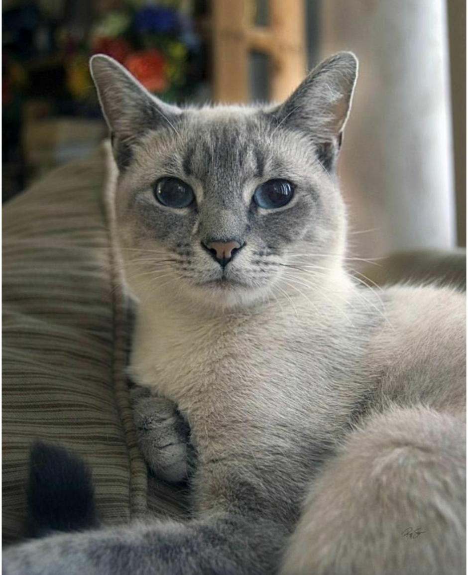 Тайская кошка колор Пойнт